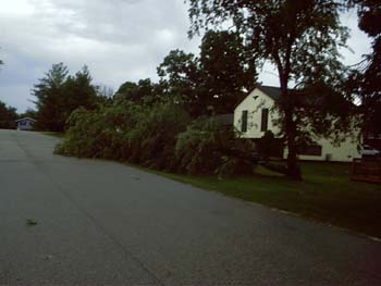 Fallen Tree at Joel's