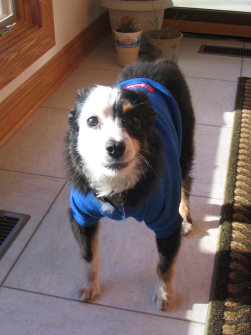 2004_12_01 008 Sydney with his Sweater on