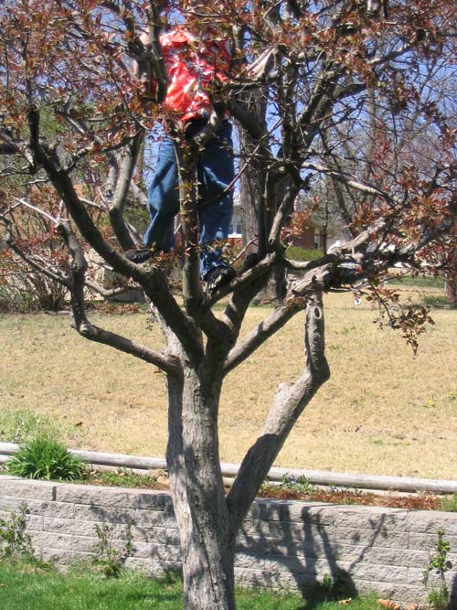 2004_04_017 012 Corte Climbing to get the One in the Crab Tree