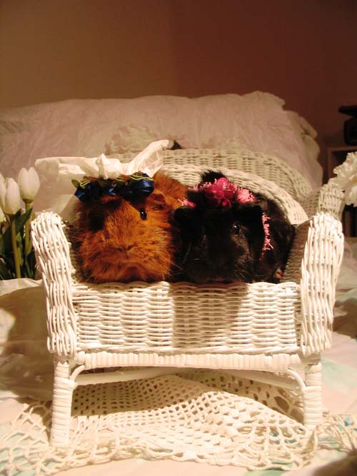 2004_09_07 038 Guinea Pig Bride and Groom