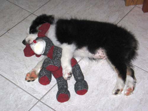 2005_06_12 063 Foster Sleeping with His Moose