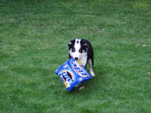 2005_07_30 016 Foster with a Miller Lite Box