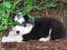 2005_06_07 040 Foster Hiding Under the Bush at Jeanie's