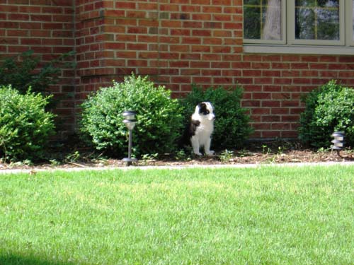 2005_06_08 006 Foster in the Bushes