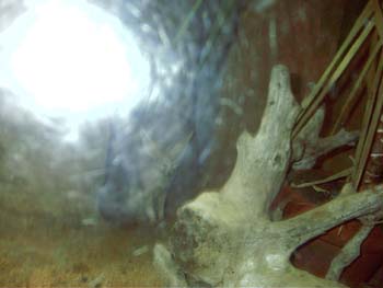 IMAG0085