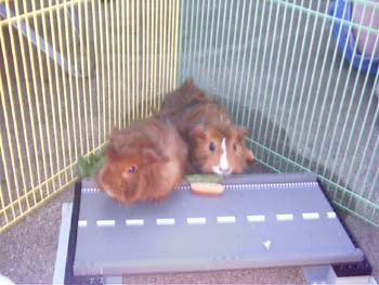 Guinea Pigs 2