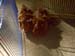 Guinea Pigs 1