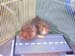 Guinea Pigs 2