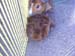 Guinea Pigs 5