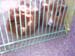 Guinea Pigs 7