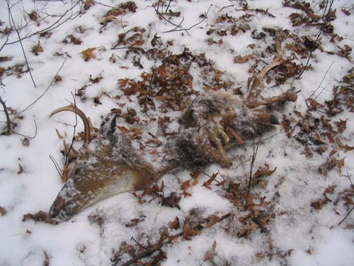 2004_01_17 044 Dead Deer in the Woods