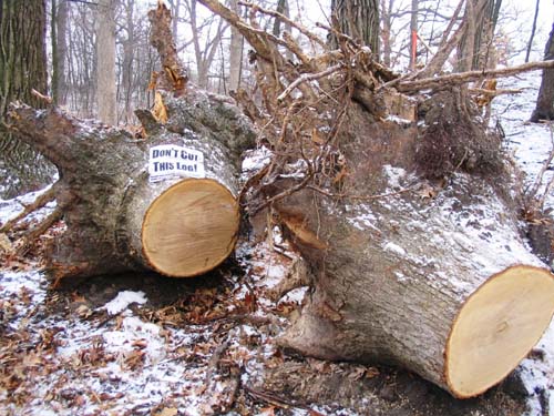 2004_01_17 059 Steve's Stumps after Logs Were Hauled to Decatur
