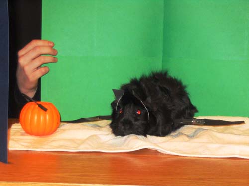 2004_11_12 015 Oreo dressed up as a Bat