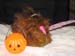 2004_11_12 013 Hershey the Guinea Pig Ready to Trick or Treat