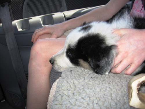 2005_06_07 031 Foster's Ride Home from the Breeder