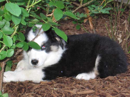2005_06_07 040 Foster Hiding Under the Bush at Jeanie's