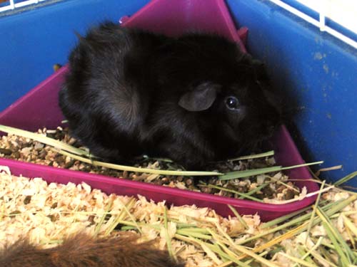 2005_06_07 034 Oreo in the Liter Box